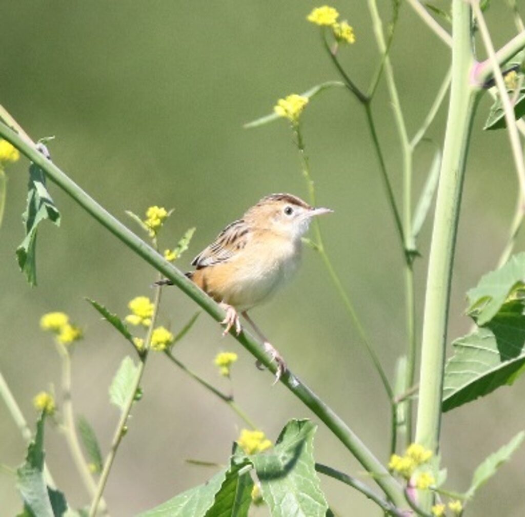 Étude D’impact Projet Photovoltaïque Au Sol Sur Une Ancienne Décharge Réhabilitée à Jau-Dignac-et-Loirac (33)