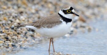 Suivi De La Biodiversité Sur Un Ensemble De 5 Carrières De Roche Alluvionnaire Exploitées Par Granulats VICAT – Ain Et Isère (38-01)